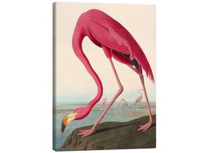 Posterlounge Leinwandbild John James Audubon