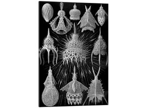 Posterlounge Acrylglasbild Ernst Haeckel