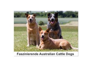 Faszinierende Australian Cattle Dogs (Wandkalender 2024 DIN A3 quer), CALVENDO Monatskalender