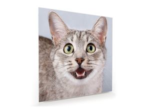 Primedeco Glasbild Wandbild Quadratisch Mistrauischer Katzenblick mit Aufhängung