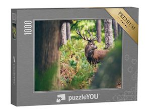 puzzleYOU Puzzle Rothirsch zwischen Farnen im Herbstwald