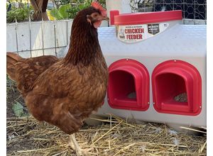 Futterautomat OverEZ Chicken Coop für 20 kg Futter