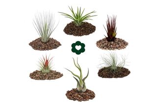 6 Diverse Tillandsie In Un Set