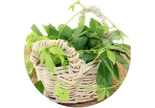 Jiaogulan / Gynostemma Pentaphyllum / Erba Dell'immortalità / 50 Semi