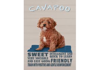 Vianmo Insegna In Legno 40X30 Cm Cavapoo Hund Sweet Friendly