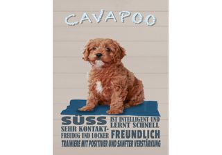 Vianmo Insegna In Legno 40X30 Cm Cavapoo Hund SüSs Freundlich