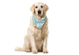 Abakuhaus Bandana Retrò Per Animali Domestici, Chevron Snowy Mountaintop, 55X55…