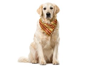 Abakuhaus Bandana Per Animali Domestici Orient, Motivo Swirl Medio Oriente, 55X…