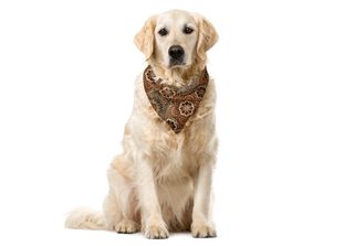 Abakuhaus Bandana Per Animali Domestici Mandala, Motivi Floreali Vintage Paisle…