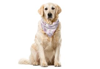 Abakuhaus Bandana Per Animali Domestici Mandala, Motivi Geometrici, 40X40 Cm, R…