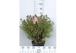 Azalea Japonica Orange - Azalea Giapponese 50-60 Cm - Contenitore