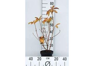 Azalea Knaphill - Azalea Giapponese Gelb 40 - 50 Cm - Contenitore