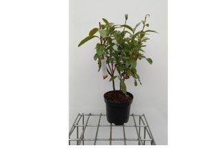 Azalea Mollis - Azalea Giapponese Gelb 40-50 Cm - Contenitore