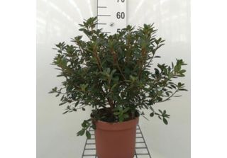 Azalea Japonica - Azalea Giapponese 30-40 Cm