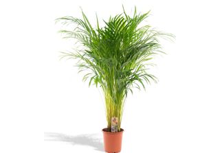 Palma Da Frutto Dorata Areca - Pianta Da Appartamento Ø21Cm - Altezza 110Cm - P…