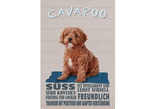 Vianmo Insegna In Legno 30X20 Cm Cavapoo Hund SüSs Freundlich