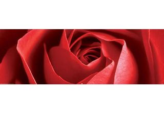 Fiori - Poster Per Porta - Rosa Rossa + 1 Poster Di Dimensioni 61X91,5 Cm