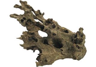 Radice Di Barico Grande (30-45 Cm)