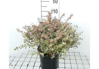 Abelia Grand. 'Confetti'® ('Conti'®) - Abelie Confetti 25- 30 Cm Container