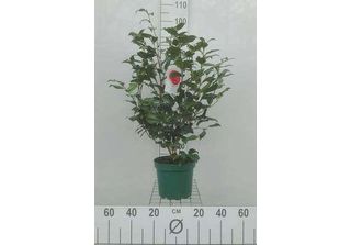 Camellia Japonica In Specie E Varietà - Camellia Japonica In Sorten Und Varietä…