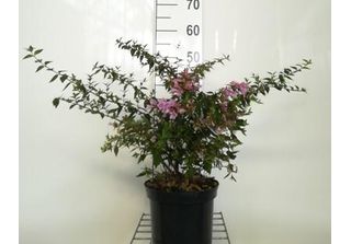 Abelia 'Edward Goucher' - Abelie 'Edward Goucher' 25- 30 Cm In Contenitore