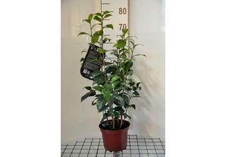 Camellia Japonica Roze-Rose - Camellia Japonica Rosa 50- 60 Cm In Contenitore