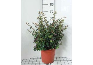 Abelia 'Edward Goucher' - Abelie 'Edward Goucher' 50- 60 Cm In Contenitore
