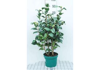 Camellia Japonica Roze-Rose - Camellia Japonica Rosa 60- 80 Cm In Contenitore