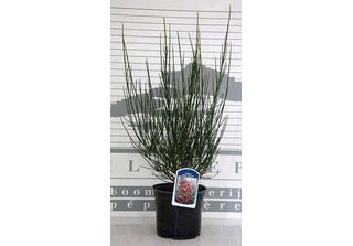 Cytisus (S) 'Roter Favorit' - Roter Ginster Roter Favorit 40- 60 Cm Contenitore