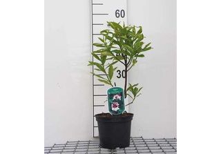Daphne Od. 'Marianni'® - Daphne Daphne 20- 25 Cm Contenitore