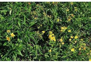 Hypericum Dummeri 'Peter Dummer' - Erba Di San Giovanni 20 - 30 Cm Contenitore
