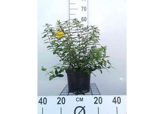 Hypericum Dummeri 'Peter Dummer' - Erba Di San Giovanni 30- 40 Cm In Contenitore