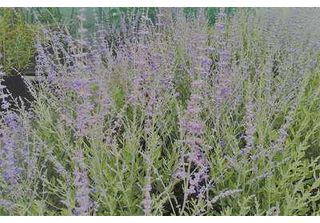 Perovskia Atripl. 'Blue Spire' - Blauraute Blue Spire 60- 80 Cm - Contenitore