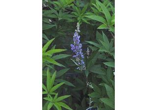 Vitex Agnus-Castus 'Latifolia' - Pepe Del Monaco, Albero Del Casto, Albero Del …