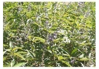 Vitex Agnus-Castus 'Latifolia' - Pepe Del Monaco, Albero Del Casto, Albero Del …