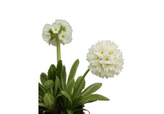 5 Pezzi Primula Perenne A Fiore Ricco 'Primula Denticulata Alba'