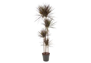 Everyplants Dracaena Magenta - 180 Cm, Ø 27 Cm