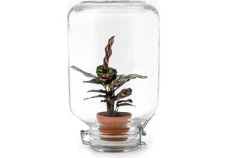 Urbanjngl Easyplant Calathea Makoyana