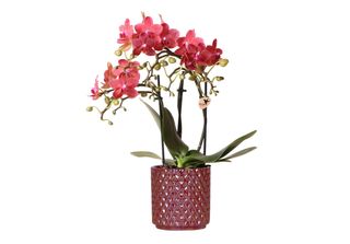 Orchidee Kolibri Orchidea Phalaenopsis Rossa Congo + Vaso Red Pearl - Dimension…