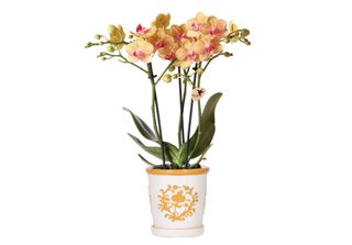 Colibrì Orchidee Arancione Orchidea Jamaica + Malaga Vaso Decorativo Arancione …