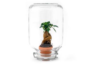Urbanjngl Easyplant Ficus Ginseng Bonsai