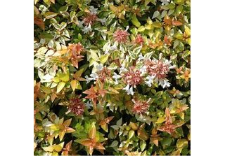 Abelie Grandiflora - Abelia Grandiflora 'Kaleidoscope' | 50-60 Cm In Vaso