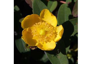 2 X Iperico - Hypericum Dummeri 'Peter Dummer' | 30-40 Cm In Contenitore
