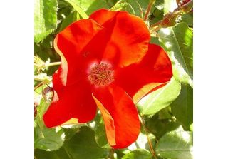 2 X Rosa - Rose Apache - Rosa 'Apache'