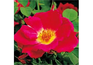 2 X Rosa - Kordes Nektar Rose - Rosa 'Weg Der Sinne'®