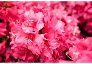 Azalea Japonica Red - Azalea Giapponese 60-80 Cm - Contenitore