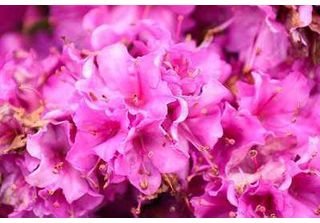 Azalea Japonica - Azalea Giapponese Lilla 60 - 80 Cm - Contenitore