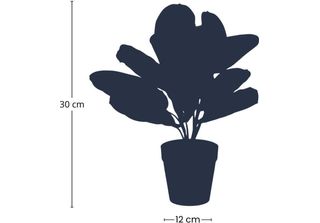 Maranta - Cesto Marant - Pianta Artificiale - Altezza 30Cm - Vaso Nero Ø12Cm - …