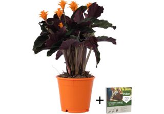 Calatea - Calathea Crocata 'Tassmania' - Altezza 40-50Cm - ⌀14Cm
