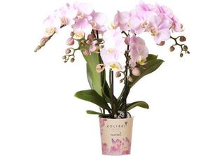 Orchidee Colibrì Orchidea Phalaenopsis Rosa - Portogallo - Vaso Da 9 Cm